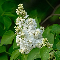 Сирень обыкновенная 'Мадам Казимир Перье' (белая)